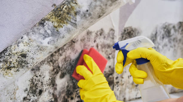  El Dorado Springs, MO Mold Removal Pros